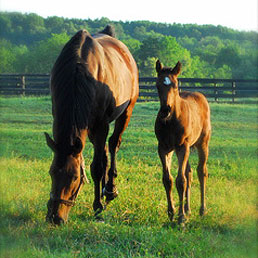 Mare and Foal at Autumn Lane Farm